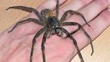 Brasiliansk vandre edderkopp
