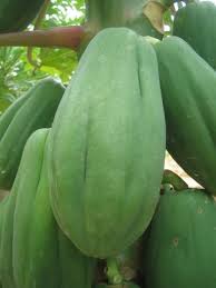 papaya formosa
